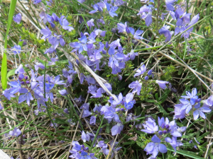 Michel Gaubert, le 29 mai 2019 (Châtelneuf (Mont Semiol, entre Fraisse et La Souché))