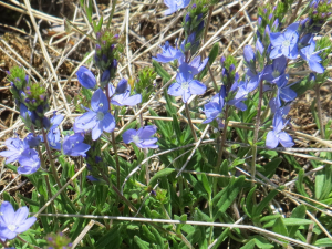 Michel Gaubert, le 29 mai 2019 (Châtelneuf (Mont Semiol, entre Fraisse et La Souché))