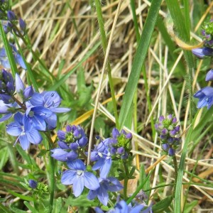 Photographie n°2570091 du taxon Veronica satureiifolia A.Poit. & Turpin [1808]