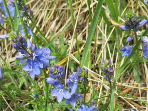 Michel Gaubert, le 29 mai 2019 (Châtelneuf (Mont Semiol, entre Fraisse et La Souché))