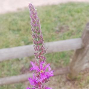 Photographie n°2570093 du taxon Lythrum salicaria L.