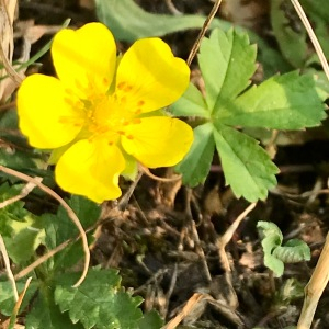  - Potentilla reptans L.