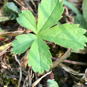  - Potentilla reptans L.