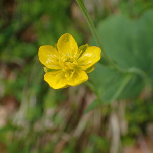 Photographie n°2570140 du taxon Ranunculus thora L.