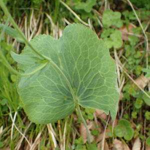 Photographie n°2570141 du taxon Ranunculus thora L.