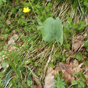 Photographie n°2570142 du taxon Ranunculus thora L.