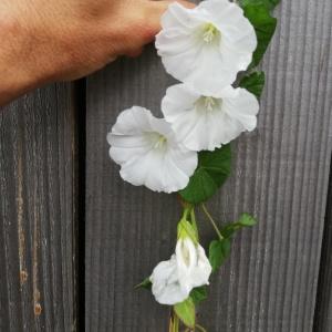 Photographie n°2570145 du taxon Calystegia sepium (L.) R.Br. [1810]