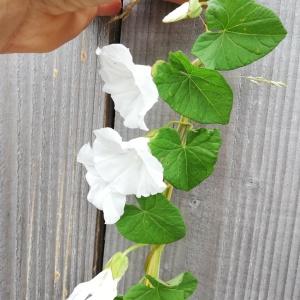 Photographie n°2570146 du taxon Calystegia sepium (L.) R.Br. [1810]