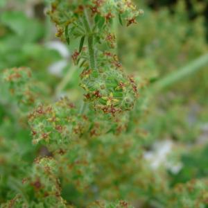 Photographie n°2570166 du taxon Galium maritimum L. [1767]