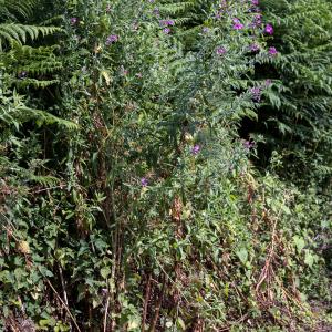 Photographie n°2570201 du taxon Epilobium hirsutum L.