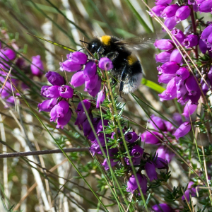 Photographie n°2570214 du taxon Erica cinerea L.