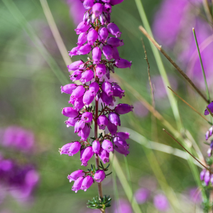 Photographie n°2570216 du taxon Erica cinerea L.