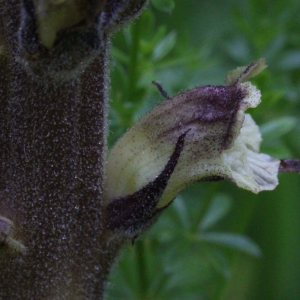 Photographie n°2570240 du taxon Orobanche reticulata Wallr.