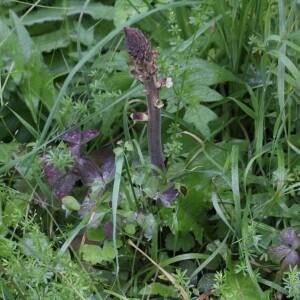  - Orobanche reticulata Wallr. [1825]