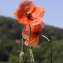  Marie Portas - Papaver dubium L.