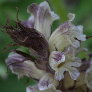  - Orobanche reticulata Wallr.