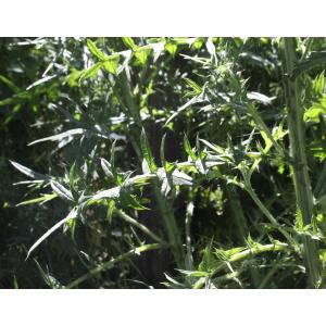 Cirsium vulgare subsp. silvaticum (Tausch) Arènes (Cirse des bois)