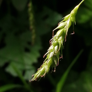 Carex sylvatica Huds. subsp. sylvatica (Laiche des bois)