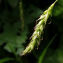  Patrick Ressayre - Carex sylvatica subsp. sylvatica 