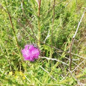 Photographie n°2570281 du taxon Carduus acanthoides L. [1753]