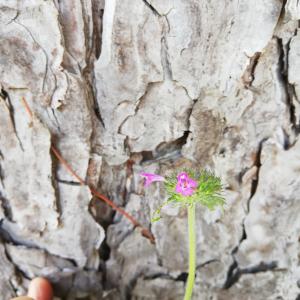 Photographie n°2570314 du taxon Clinopodium vulgare L. [1753]