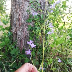 Photographie n°2570320 du taxon Campanula rapunculus L.