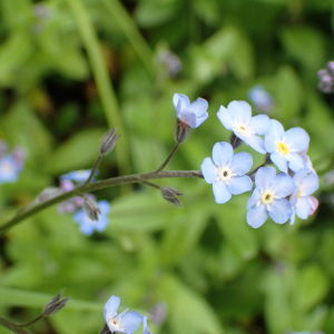 Photographie n°2570345 du taxon Myosotis alpestris F.W.Schmidt [1794]