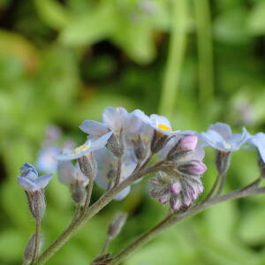 Photographie n°2570346 du taxon Myosotis alpestris F.W.Schmidt [1794]