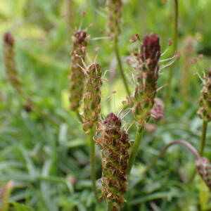 Photographie n°2570352 du taxon Plantago alpina L.