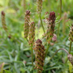 Photographie n°2570353 du taxon Plantago alpina L.