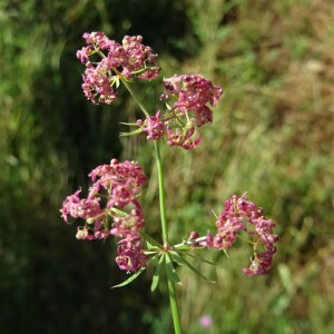 Photographie n°2570384 du taxon Galium obliquum Vill. [1785]