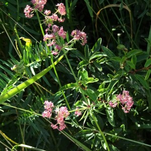 Photographie n°2570386 du taxon Galium lucidum All.