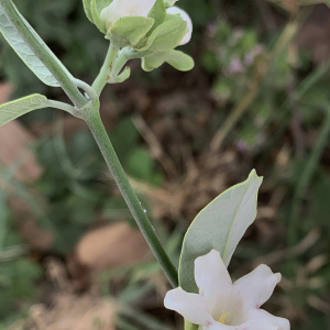 Photographie n°2570392 du taxon Araujia sericifera Brot. [1818]