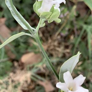 Photographie n°2570396 du taxon Araujia sericifera Brot. [1818]