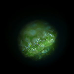 Photographie n°2570397 du taxon Hieracium olivaceum Gren. & Godr. [1850]