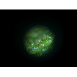 Hieracium olivaceum Gren. & Godr. (Épervière)