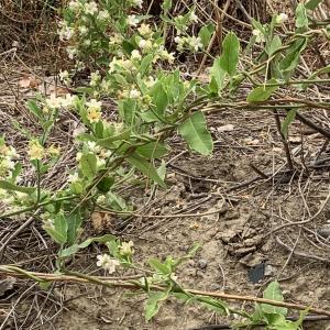 Photographie n°2570409 du taxon Araujia sericifera Brot. [1818]