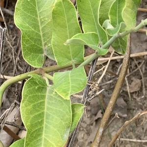 Photographie n°2570419 du taxon Araujia sericifera Brot. [1818]