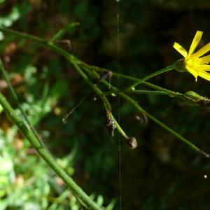 Photographie n°2570420 du taxon Hieracium olivaceum Gren. & Godr. [1850]