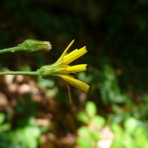 Photographie n°2570422 du taxon Hieracium olivaceum Gren. & Godr. [1850]