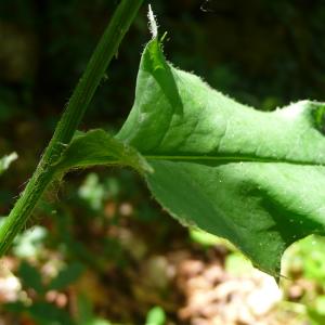 Photographie n°2570425 du taxon Hieracium olivaceum Gren. & Godr. [1850]