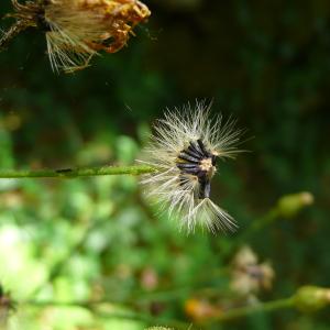 Photographie n°2570427 du taxon Hieracium olivaceum Gren. & Godr. [1850]