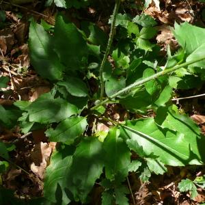  - Hieracium olivaceum Gren. & Godr. [1850]