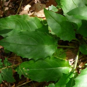  - Hieracium olivaceum Gren. & Godr. [1850]