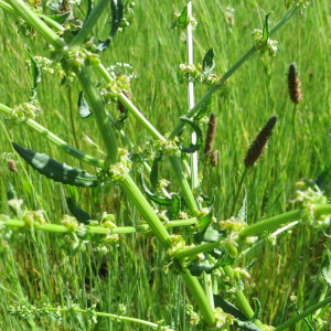 Photographie n°2570464 du taxon Rumex pulcher subsp. pulcher