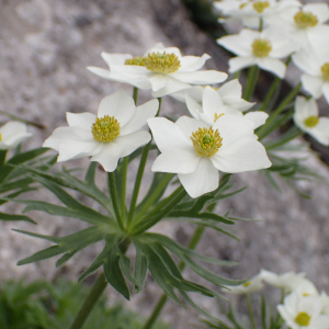 Photographie n°2570466 du taxon Anemonastrum narcissiflorum (L.) Holub