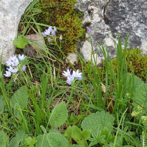  - Tractema umbellata (Ramond) Speta