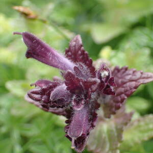 Photographie n°2570476 du taxon Bartsia alpina L.