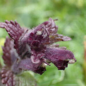 Photographie n°2570477 du taxon Bartsia alpina L.