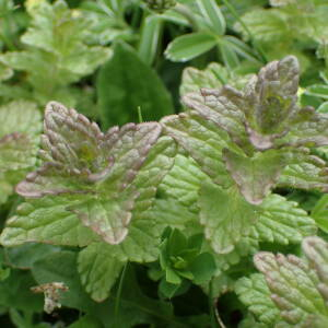 Photographie n°2570478 du taxon Bartsia alpina L.